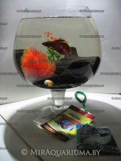 Маленький круглый аквариум фото