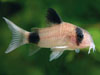 Cомик панда (Corydoras panda) Коридорас панда (семейство Калихтовые)