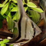 Скалярия обыкновенная - (Pterophyllum scalare) Скалярия обыкновенная (семейство Цихловые)