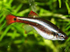 Кардинал рыбка (Tanichthys albonubes) Аквариумные рыбки кардинал фото