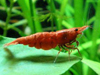 Red сherry - пресноводная креветка неокаридина Вишня Креветка неокаридина черри (Neocaridina heteropoda var. red)