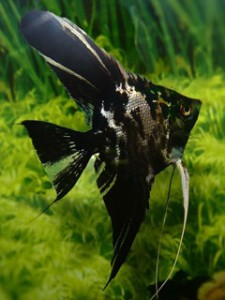 Скалярия мраморная (Pterophyllum scalare var.) Мраморная скалярия фото (семейство Цихловые)