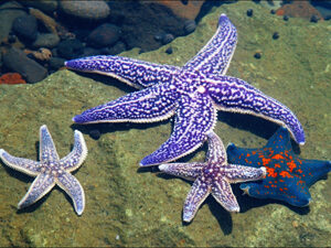 Морские звезды в аквариуме