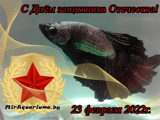Открытка с Днем защитника Отечества 2022, рыбки
