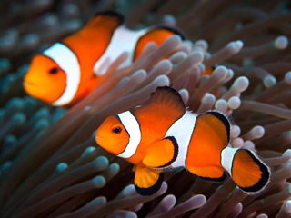 True percula clownfish (рыбки клоуны фото)