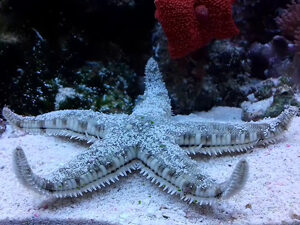 White sand starfish (звезда песчаная)